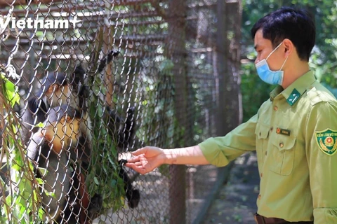[Video] Vui buồn nghề chăm sóc linh trưởng ở vườn quốc gia Cúc Phương
