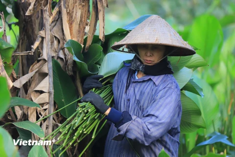 Đã nhiều năm bền bỉ để thoát nghèo từ lá dong, bà Lộc cho biết trồng và thu hoạch lá dong đỡ vất vả hơn trồng lúa và trồng hoa màu. (Ảnh: Hoài Nam/Vietnam+)