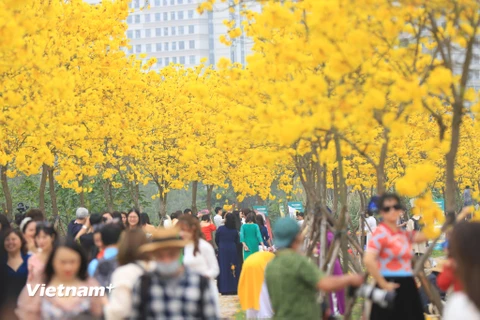 Tại con đường trong khu đô thị Park City (Hà Đông), hàng trăm cây phong linh đang bung hoa rực rỡ thu hút người dân đến đây ngắm cảnh và chụp ảnh. (Ảnh: Hoài Nam/Vietnam+)
