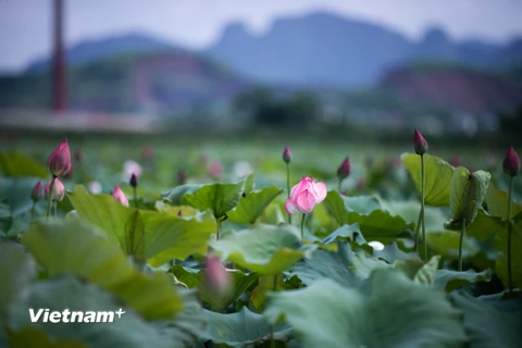 Bên cạnh Hương Sơn - quần thể văn hóa - tôn giáo Việt Nam mỗi mùa Xuân đón hàng triệu Phật tử, du khách về trảy hội, bên cạnh suối Yến ngắt màu tím mộng mơ hoa súng tháng 10, tháng 3 hoa gạo ‘thắp lửa’ bên cầu Hội, thiên nhiên còn ban tặng cho Mỹ Đức nhữn