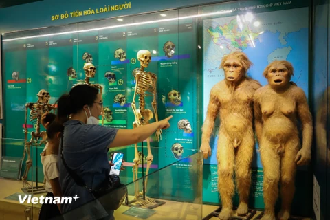 Khám phá bảo tàng mẫu vật của sự sống trong 3,6 tỷ năm ở Thủ đô 