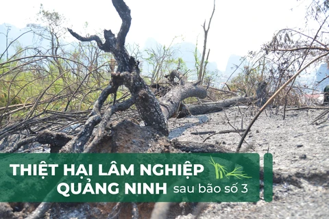 Quảng Ninh đối mặt với những khoản nợ vay trồng rừng khổng lồ sau bão số 3