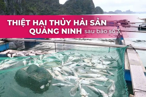 Tổn thất nặng nề của ngành nuôi trồng thủy sản Quảng Ninh sau bão Yagi