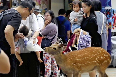 Một con hươu tưởng nhầm túi nylon của khách du lịch là đồ ăn. (Ảnh: Yomiuri Shimbun) 