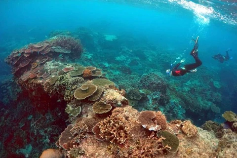 Một rặng san hô ở Australia. (Ảnh: Reuters) 