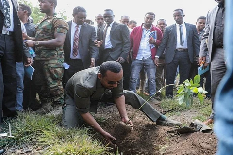 Đích thân Thủ tướng Ethiopia Abiy Ahmet tham gia trồng cây cùng người dân. (Ảnh: Africa News)