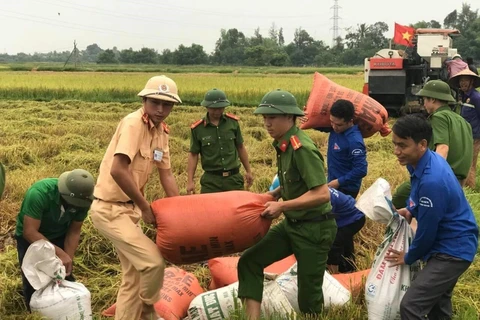 Các lực lượng giúp dân thu hoạch lúa chạy bão tại Hà Tĩnh. (Ảnh: Hoàng Ngà/TTXVN)
