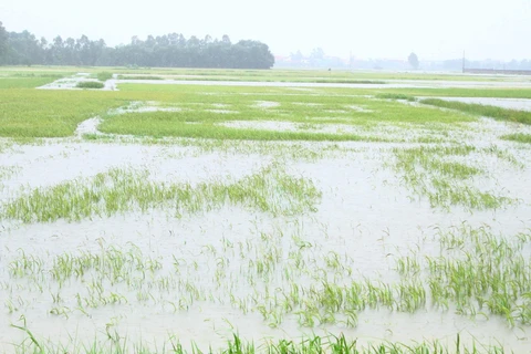 Nhiều diện tích lúa ở Nghệ An bị ngập trong nước. (Ảnh: Tá Chuyên/TTXVN)