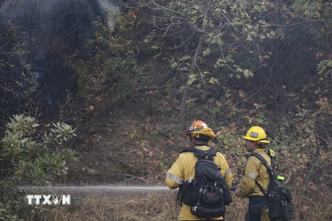 Lực lượng cứu hỏa nỗ lực dập lửa cháy rừng tại Los Angeles. (Ảnh: THX/ TTXVN)
