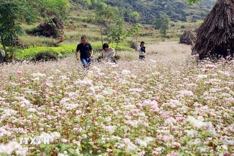 Khách du lịch lên thăm Cao nguyên đá Đồng Văn và chụp ảnh cùng hoa Tam giác mạch. (Ảnh: Đỗ Bình/TTXVN)
