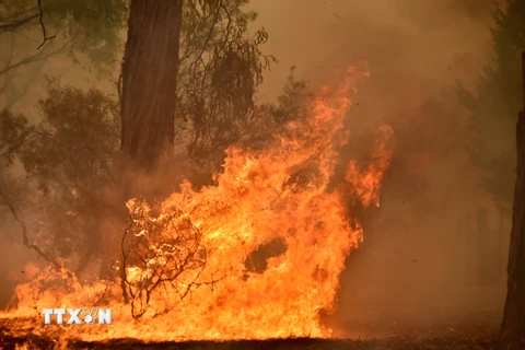 Cháy rừng tại Australia tiếp tục diễn biến nghiêm trọng. (Ảnh: AFP/TTXVN)