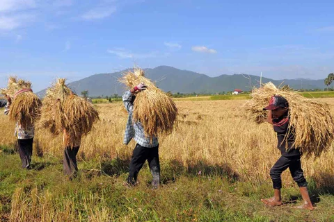 Người nông dân thu hoạch lúa tại Campuachia. (Ảnh: AFP)