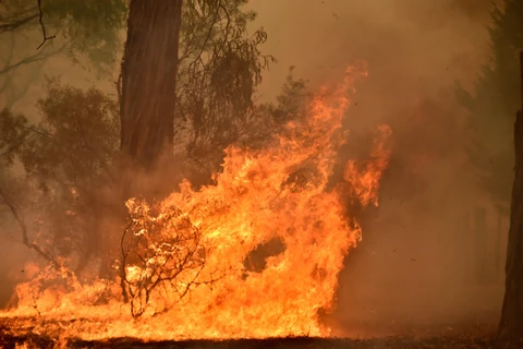 Cháy rừng nghiêm trọng tại Australia. (Ảnh: AFP/TTXVN)