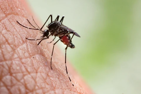 WHO khẳng định virus SARS-CoV-2 không lây truyền qua muỗi.