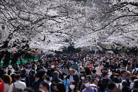 Người dân tụ tập ngắm hoa anh đào tại Tokyo bất chấp dịch bệnh