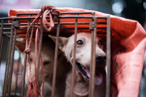 Thành phố Thâm Quyến ban hành lệnh cấm ăn thịt chó mèo. (Ảnh: Cesars Way)