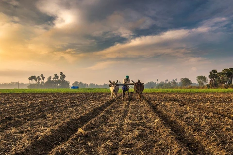Người nông dân Ấn Độ bắt đầu được làm việc trở lại