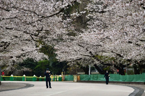Công viên Ueno tại thủ đô Tokyo. (Ảnh: AFP)