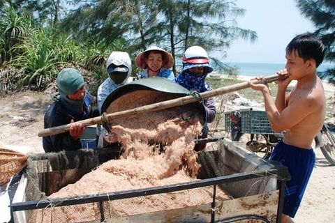 Ngư dân Quảng Nam phấn khởi do trúng đậm vụ ruốc biển
