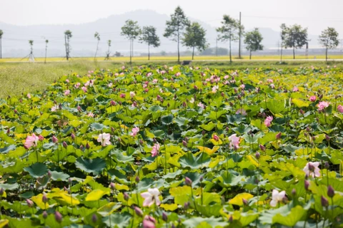 Xã Kim Liên (huyện Nam Đàn) chủ trương cải tạo gần 6 hecta ao hồ hoang hóa trên địa bàn để phát triển mô hình trồng sen.