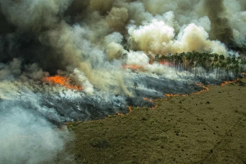 Cháy rừng tại Amazon. (Ảnh: Pixabay)