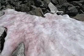 Băng tuyết chuyển sang màu hồng bí ẩn trên dãy Alps