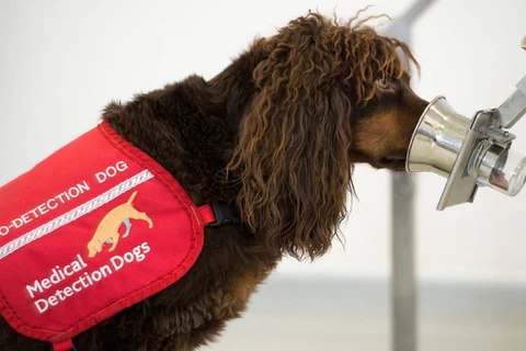 Các chú chó được huấn luyện để phát hiện bệnh nhân COVID-19. (Ảnh: Medical Detection Dogs UK)