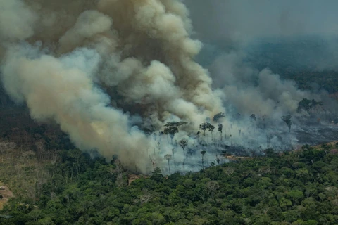 Rừng Amazon liên tục xảy ra những vụ cháy nghiêm trọng. (Ảnh: Greenpeace)