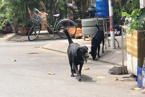 Hà Nội: Quận Ba Đình lập 14 đội bắt chó mèo thả rông