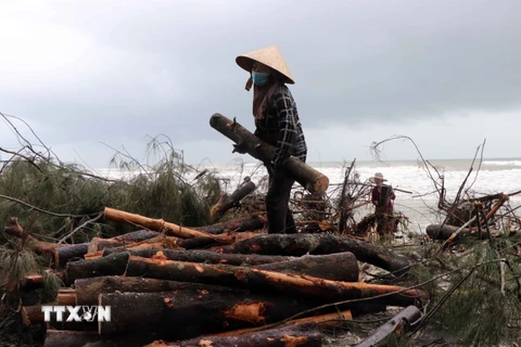Rừng phòng hộ ven biển bị sóng lớn cuốn trôi ở tỉnh Thừa Thiên-Huế. (Ảnh: Đỗ Trưởng/TTXVN)