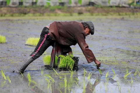 Xuất khẩu gạo Thái Lan dự kiến sẽ sụt giảm trong năm 2021. (Ảnh minh họa: Reuters)