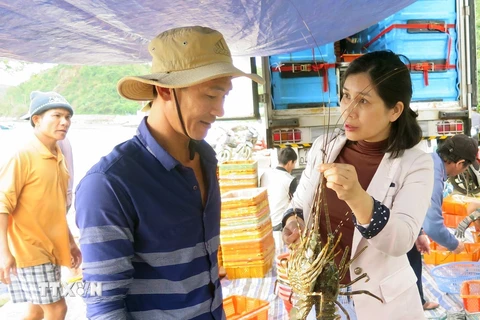 Indonesia đánh giá Việt Nam có nhiều kinh nghiệm về nuôi tôm hùm. (Ảnh: Xuân Triệu/TTXVN)