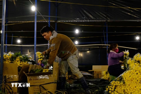 Nhà vườn Đà Lạt tất bật thu hoạch hoa Tết trong đêm