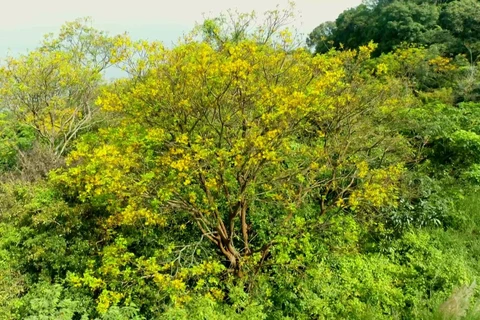 Đà Nẵng: Bán đảo Sơn Trà rực rỡ trong sắc hoa lim xẹt