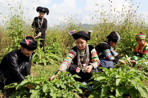 Bà con dân tộc tại cao nguyên Đồng Văn tham gia trồng cây dược liệu, góp phần xóa đói giảm nghèo, nâng cao chất lượng đời sống. (Ảnh: Minh Tâm/TTXVN) 