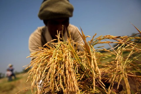 Chương trình trợ giá gạo của Thái Lan lỗ hơn 11 tỷ USD
