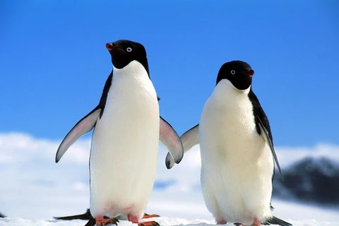 Loài chim cánh cụt đã xuất hiện từ 20 triệu năm trước