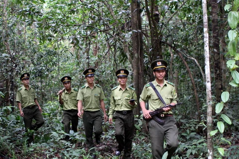 Lực lượng kiểm lâm góp phần ngăn chặn hiện tượng chặt phá rừng trái phép. (Ảnh: TTXVN)