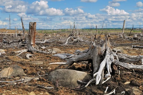 Thế giới mất hơn 1,5 triệu km2 rừng từ năm 2000-2012