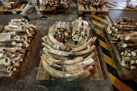 Hong Kong tiêu hủy lượng ngà voi lớn nhất thế giới