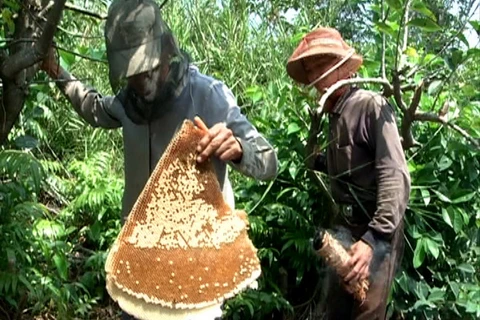 Mật ong U Minh đã được công nhân và bảo hộ nhãn hiệu tập thể. (Ảnh: TTXVN)