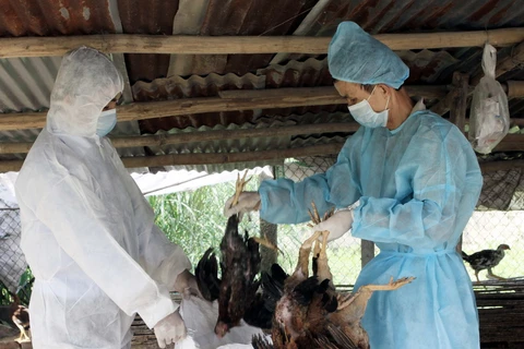 Hậu Giang phát hiện ổ dịch cúm gia cầm H5N1 đầu tiên