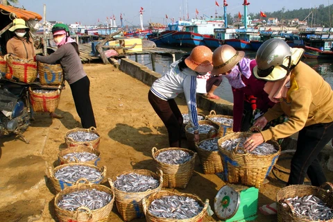 Ngư dân Bình Thuận trúng đậm mùa cá cơm đầu năm