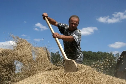Cuộc khủng hoảng tại Ukraine khiến giá ngũ cốc tăng