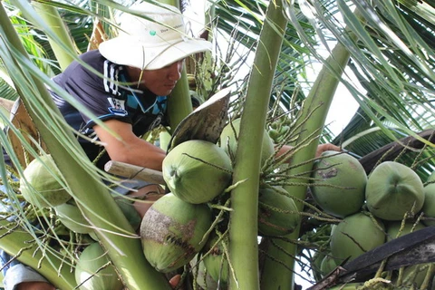 Giá dừa tại Trà Vinh tăng mạnh, chủ vườn phấn khởi