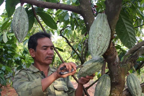 Đắk Lắk khó đạt mục tiêu 6.000 ha cacao vào năm 2015