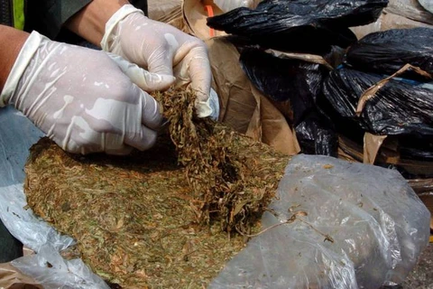 Colombia thu giữ hơn 2 tấn cần sa giấu trong hộp chanh leo