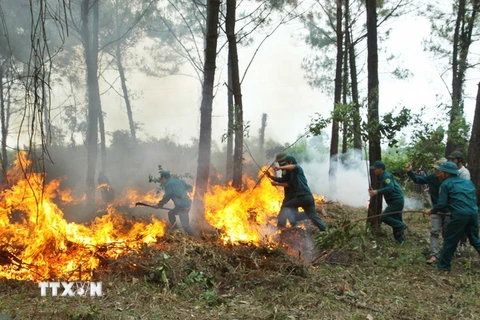 Nghệ An: Dập tắt một đám cháy rừng kéo dài hơn 20 giờ