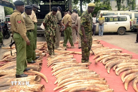 [Photo] Cảnh sát Kenya thu hơn 230 chiếc ngà voi trái phép