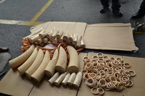 Phát hiện 90 kg ngà voi đội lốt thực phẩm tuồn vào Việt Nam